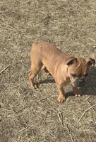 Addie, a female French Bulldog for sale in Minneapolis, MN – Photo 2 of 6