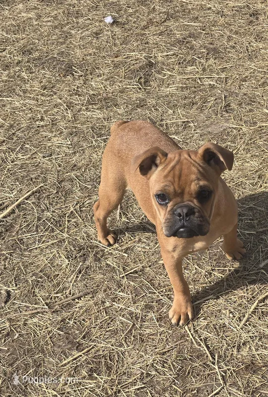 Addie – French Bulldog puppy for sale in Minneapolis, MN