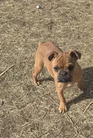 Addie, a female French Bulldog for sale in Minneapolis, MN – Photo 1 of 6