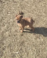 Addie, a female French Bulldog for sale in Minneapolis, MN – Photo 2 of 3