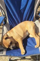 Addie, a female French Bulldog for sale in Minneapolis, MN – Photo 3 of 6