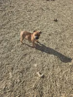 Addie, a female French Bulldog for sale in Minneapolis, MN – Photo 3 of 3