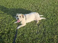 Donna, a female French Bulldog and Miniature Goldendoodle for sale in Minneapolis, MN – 2 of 4