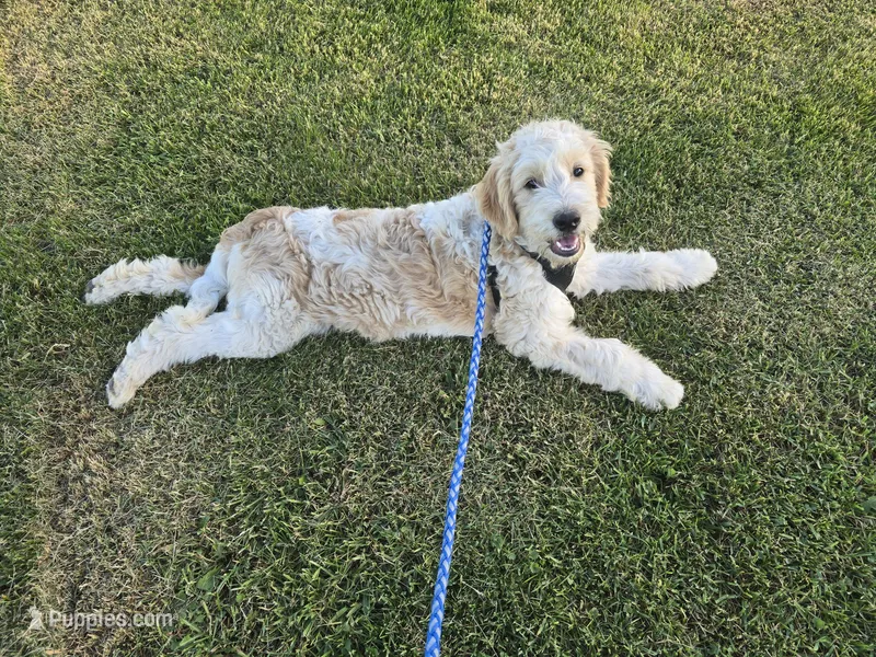 Nash – Goldendoodle, Miniature Goldendoodle puppy for sale in Minneapolis, MN