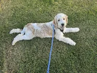 Nash, a male Goldendoodle and Miniature Goldendoodle for sale in Minneapolis, MN – 1 of 4