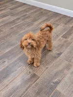 *MICRO* Lloyd, a male Miniature Goldendoodle for sale in Minneapolis, MN – 2 of 3