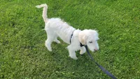 Jake, a male Miniature Goldendoodle for sale in Minneapolis, MN – 5 of 5