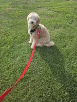 Benny , a male Miniature Goldendoodle for sale in Minneapolis, MN – 4 of 4