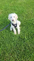 Jake, a male Miniature Goldendoodle for sale in Minneapolis, MN – 4 of 5
