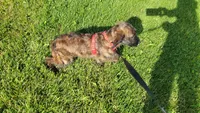 Jasper, a female Miniature Goldendoodle for sale in Minneapolis, MN – 4 of 5