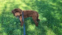Trey, a male Cavapoo for sale in Minneapolis, MN – 3 of 4
