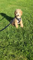 Taylor , a male Miniature Goldendoodle for sale in Minneapolis, MN – 3 of 4