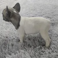 Cash, a male French Bulldog for sale in Minneapolis, MN – Photo 6 of 7