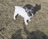 Cash, a male French Bulldog for sale in Minneapolis, MN – Photo 1 of 9