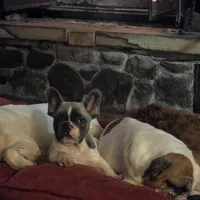 Cash, a male French Bulldog for sale in Minneapolis, MN – Photo 3 of 7