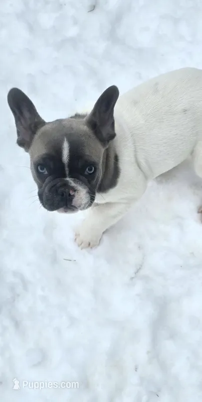 Cash – French Bulldog puppy for sale in Minneapolis, MN