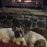 Cash, a male French Bulldog for sale in Minneapolis, MN – Photo 4 of 7