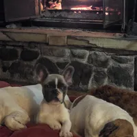 Cash, a male French Bulldog for sale in Minneapolis, MN – Photo 2 of 7