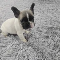 Cash, a male French Bulldog for sale in Minneapolis, MN – Photo 7 of 7