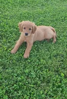 River, a female Golden Retriever for sale in Minneapolis, MN – 4 of 5