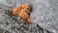 Timmy, a male Cavapoo for sale in Minneapolis, MN – 3 of 4