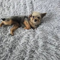 Gizmo, a female French Bulldog and Miniature Goldendoodle for sale in Minneapolis, MN – Photo 3 of 8