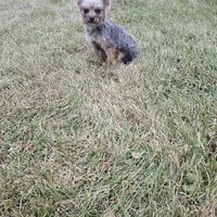 Gizmo, a female French Bulldog and Miniature Goldendoodle for sale in Minneapolis, MN – Photo 6 of 8