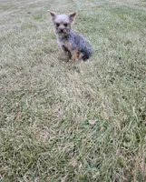 Gizmo, a female French Bulldog and Miniature Goldendoodle for sale in Minneapolis, MN – Photo 6 of 8