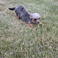 Gizmo, a female French Bulldog and Miniature Goldendoodle for sale in Minneapolis, MN – Photo 4 of 8