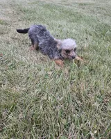 Gizmo, a female French Bulldog and Miniature Goldendoodle for sale in Minneapolis, MN – Photo 4 of 8
