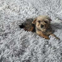 Gizmo, a female French Bulldog and Miniature Goldendoodle for sale in Minneapolis, MN – Photo 2 of 8