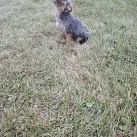 Gizmo, a female French Bulldog and Miniature Goldendoodle for sale in Minneapolis, MN – Photo 7 of 8