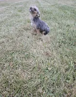 Gizmo, a female French Bulldog and Miniature Goldendoodle for sale in Minneapolis, MN – Photo 7 of 8