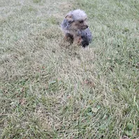 Gizmo, a female French Bulldog and Miniature Goldendoodle for sale in Minneapolis, MN – Photo 8 of 8