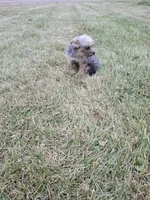 Gizmo, a female French Bulldog and Miniature Goldendoodle for sale in Minneapolis, MN – Photo 8 of 8