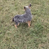 Gizmo, a female French Bulldog and Miniature Goldendoodle for sale in Minneapolis, MN – Photo 5 of 8