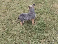 Gizmo, a female French Bulldog and Miniature Goldendoodle for sale in Minneapolis, MN – Photo 5 of 8