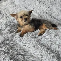 Gizmo, a female French Bulldog and Miniature Goldendoodle for sale in Minneapolis, MN – Photo 1 of 8