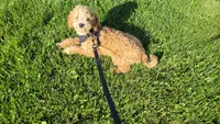 Taylor , a male Miniature Goldendoodle for sale in Minneapolis, MN – 4 of 4