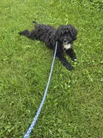 Duffy , a male Miniature Goldendoodle for sale in Minneapolis, MN – 2 of 3