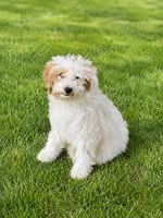 Jasmine , a female Miniature Goldendoodle for sale in Minneapolis, MN – 2 of 2