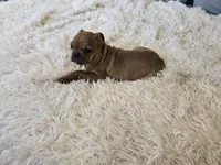 Deagon, a male French Bulldog for sale in Minneapolis, MN – Photo 2 of 3