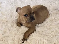 Deagon, a male French Bulldog for sale in Minneapolis, MN – Photo 1 of 3