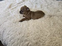 Deagon, a male French Bulldog for sale in Minneapolis, MN – Photo 3 of 3