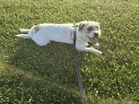 Donna, a female French Bulldog and Miniature Goldendoodle for sale in Minneapolis, MN – 1 of 4