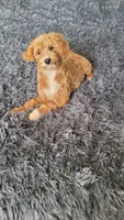Tommy, a male Cavapoo for sale in Minneapolis, MN – 4 of 4