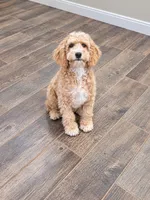 Diego, a male Miniature Goldendoodle for sale in Minneapolis, MN – 2 of 3