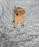 Gunner, a male Golden Retriever for sale in Minneapolis, MN – Photo 1 of 4