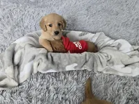 Gunner, a male Golden Retriever for sale in Minneapolis, MN – Photo 3 of 4