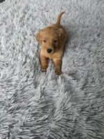 Gunner, a male Golden Retriever for sale in Minneapolis, MN – Photo 4 of 4